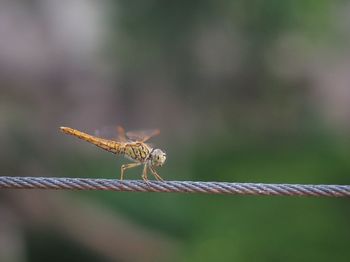 Close-up of insect on leaf