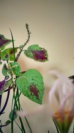 Close-up of flowering plant