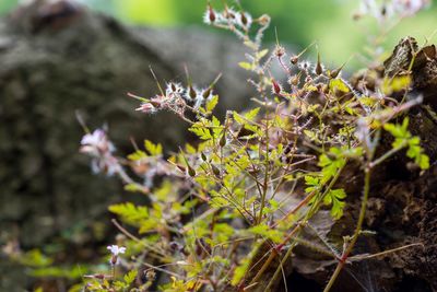 Close-up of plants