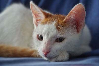 Close-up portrait of white cat