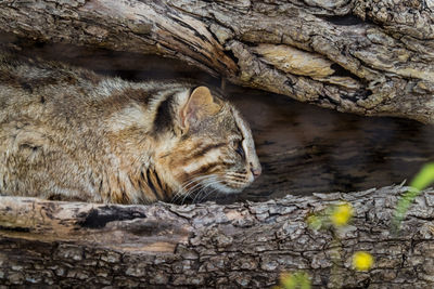 Close-up of a cat