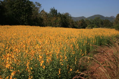 Scenic view of oilseed rape field against clear sky