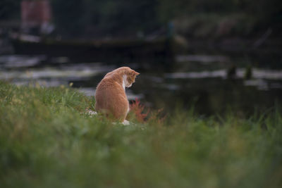 Cat sitting in grass