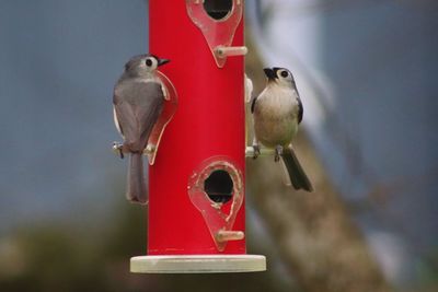 Close-up of bird perching on feeder