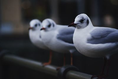 Seagulls perching on railing