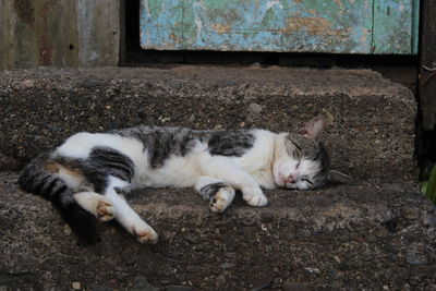 Cat sleeping on steps