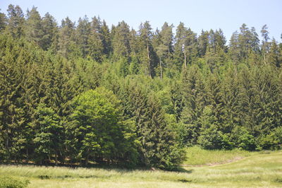 Scenic view of trees growing on field against sky