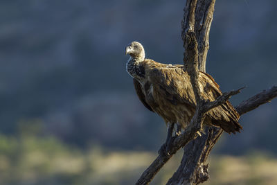 Close-up of eagle perching on tree