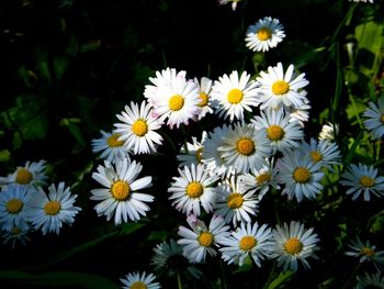 Close-up of white daisy flowers