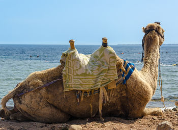 View of an animal on shore