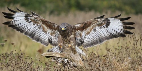 Falcon with spread wings