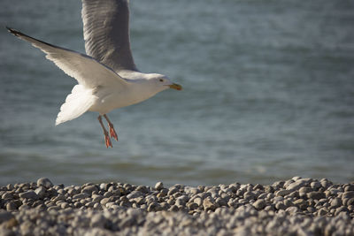 Seagull flying over sea