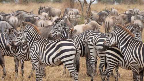 Zebras in a field