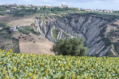Panorama of atri with its beautiful badlands and a field of sunflowers