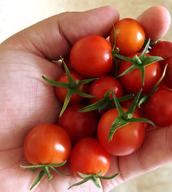 Freshly pocket tomatos