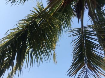 Low angle view of palm trees against sky