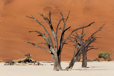 Bare tree in desert