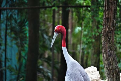 Close-up of a bird against blurred background