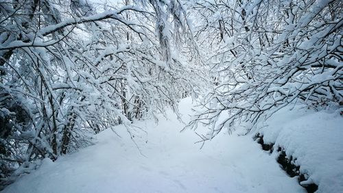 Snow covered trees in forest against sky