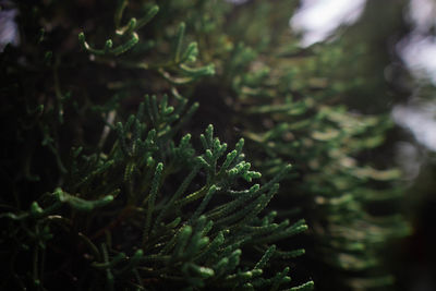 Close-up of green plant