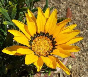 Close-up of yellow flower