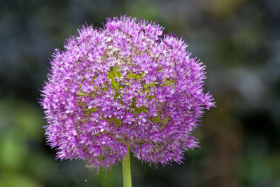 Close-up of pink flowers