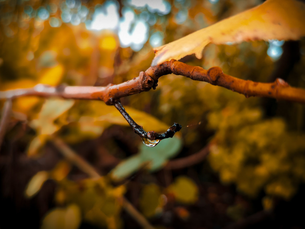 CLOSE-UP OF WET PLANT ON BRANCH