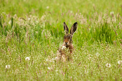 Cute bunny sits in meadow and chews blades of grass