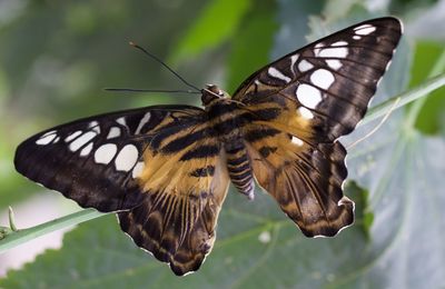 Close-up of butterfly on leaf