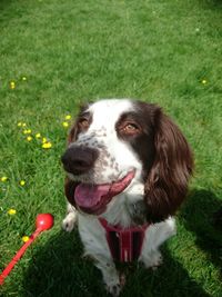 Dog standing on grassy field