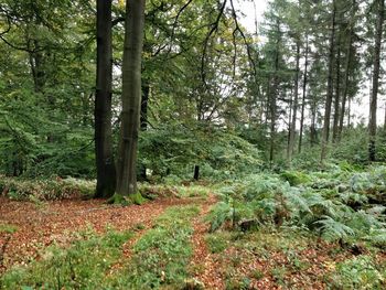 Trees in forest