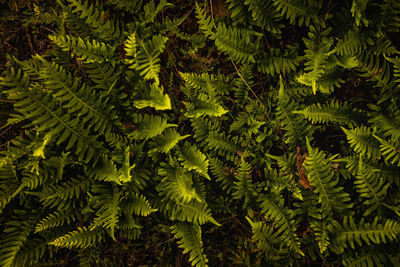 Full frame shot of fresh green leaves in forest