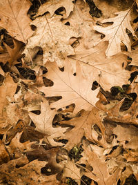 High angle view of maple leaves on road