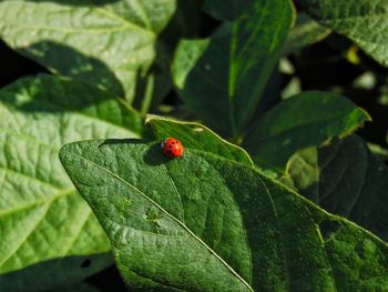 Close-up of ladybug on leaf