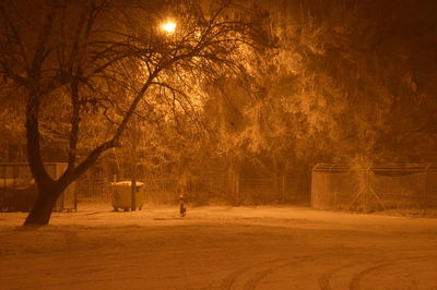 Trees in illuminated during winter