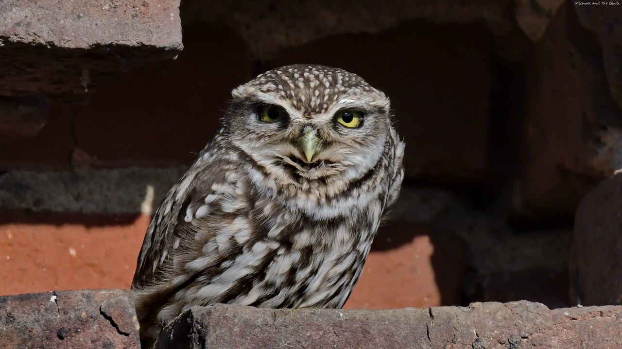 PORTRAIT OF OWL