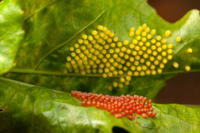 Close-up of strawberry growing on plant