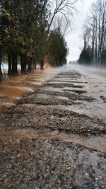 View of empty road along trees