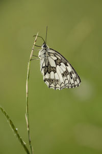 Close-up of butterfly on flower