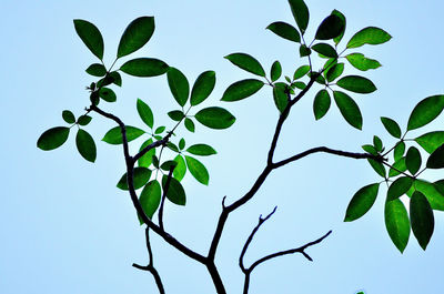 Low angle view of plant against clear blue sky