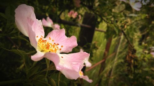 Close-up of pink flower