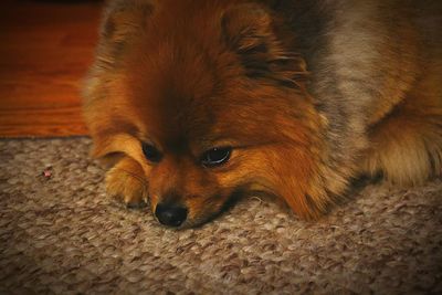 Close-up of dog relaxing on floor