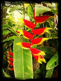 Close-up of red flowers