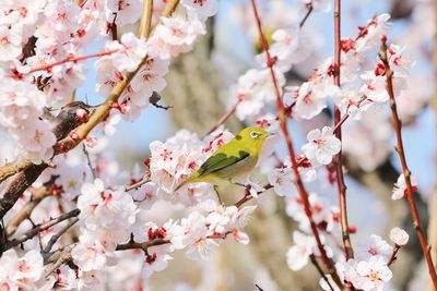 Close-up of cherry blossom