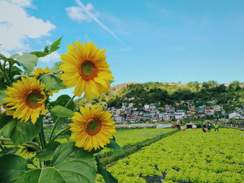 Close-up of sunflower on field against sky