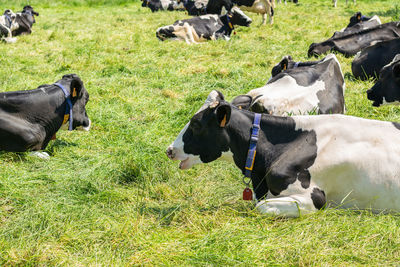 Cows in a field