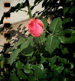 Close-up of pink flowering plant