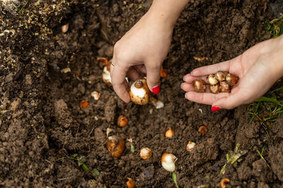 Hand sadi in soil-soil flower bulbs. hand holding a crocus bulb before planting in the ground