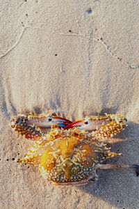 High angle view of dead crab on sand at beach