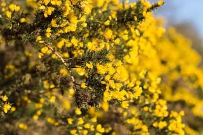 Close-up of yellow flower